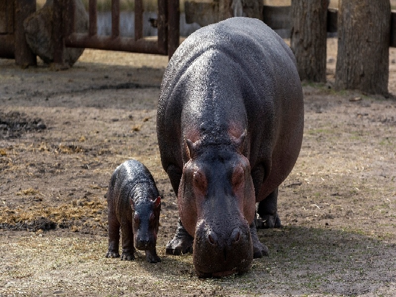 最早培育试管绵羊（怎样做抗原试管检查）